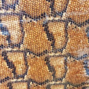 3D GOLD BOA 50