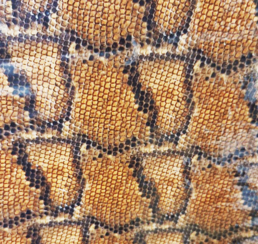 3D GOLD BOA 50